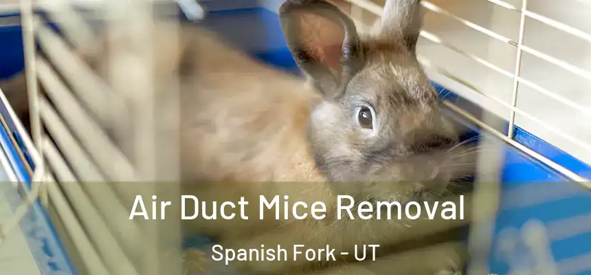 Air Duct Mice Removal Spanish Fork - UT